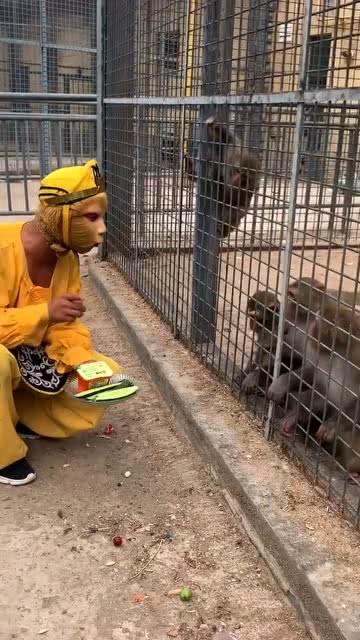 娱乐吃瓜酱猴子